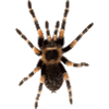 Spinne