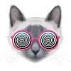 Hypnotic Cat