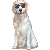 Funny dog