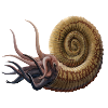 Ammonites