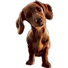 Chien chien visage animal