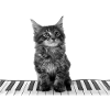 Mignon piano chat clavier pianiste