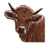 Vaches motif visage animal