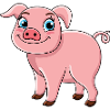 pig
