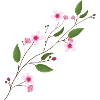 cherry blossom