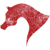 arabic horse