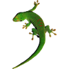 gecko