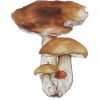 Champignon Forêt Motif Aquarelle