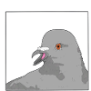 Pigeon / Taube