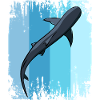 Whale shark shark