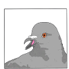 Pigeon - So what