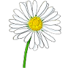 Daisy flower