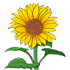 Sonnenblume