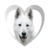 White Shepherd - White Shepherd Heart