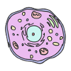 animal cell