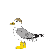 Moin Möwe