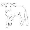 lamb