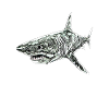 shark