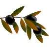 olive