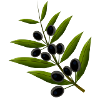 olive