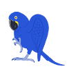 Hyacinth Macaw Parrot