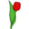 Tulipe rouge