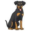 Allemand Pinscher Hund