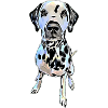 Dalmatian