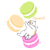 Chat et Macaron