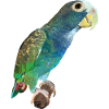 Senile Parrot