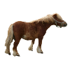 pony