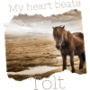 My hearts beats Tölt