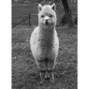 alpaca