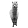 alpaca | Alpacas
