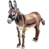 Donkey