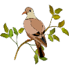 Vogel