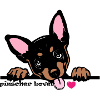 love pinscher nano