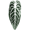 Philodendron 4 Life