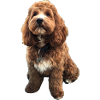 Cute Cavapoo dog puppy