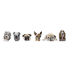 Canine