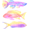 exotic fish