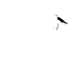 Möwe moin schiss