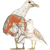 Seagull