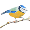 The