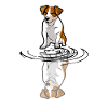 Jack Russell mirroring