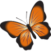 Orange butterfly