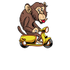 Scooter scooter mobylette scooter