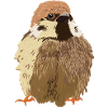 Sparrow Bird