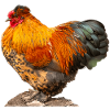 Hen