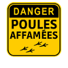 danger poules affamées